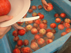 img307e8690q1iv4s.gif